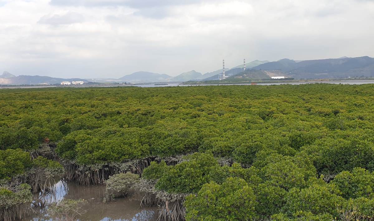 A mangrove forest in Cua Luc Bay, Ha Long City. Photo: Nguyen Hung