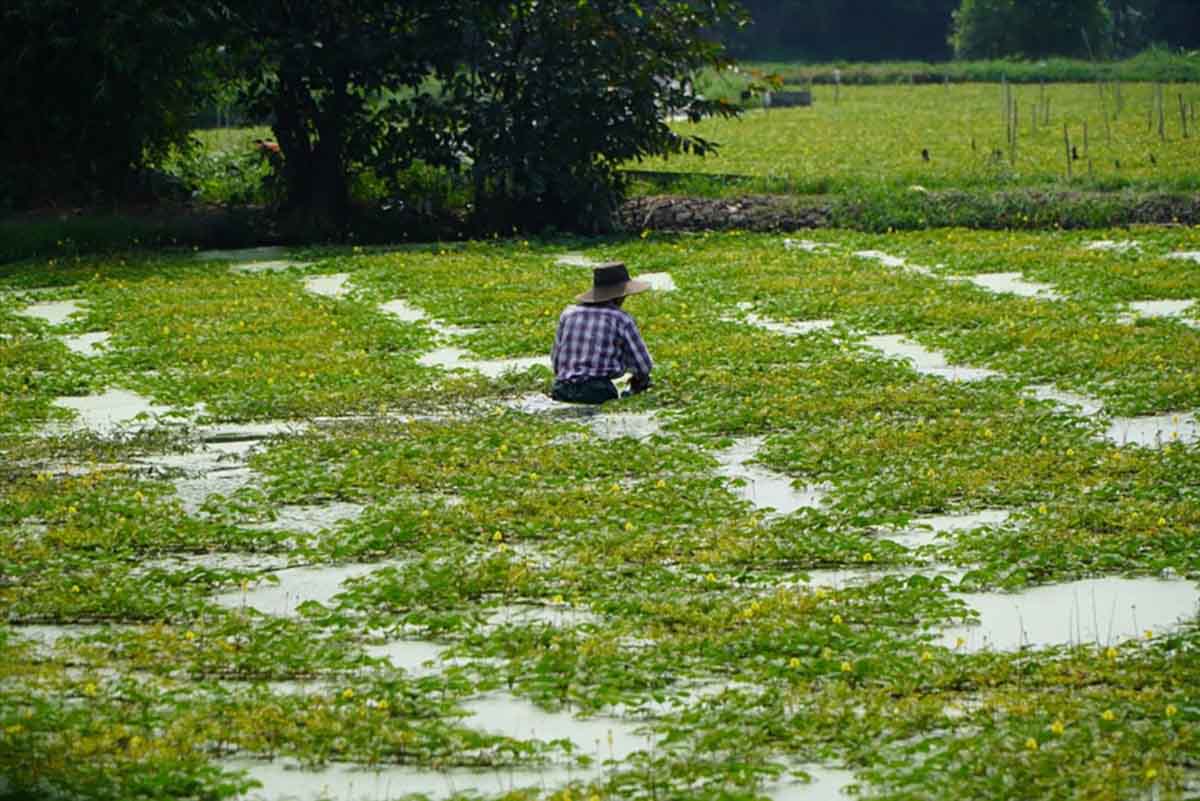 Du an bi “treo” tan 25 nam, nhieu nguoi dan co dat trong khu quy hoach khong dam xay nha o, chi lop cai choi lup xup o tam va trong hoa mau ngan ngay. Anh: Anh Tu