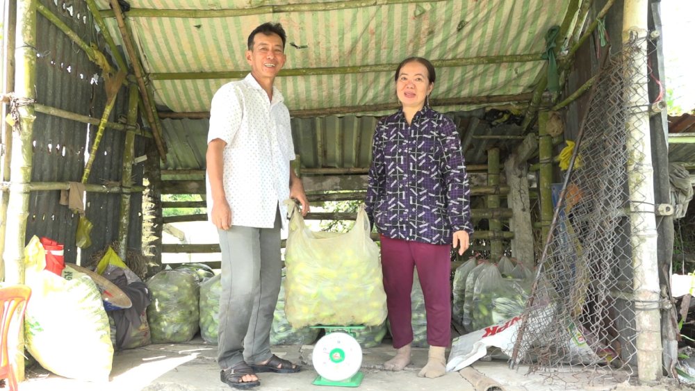 Ong Duc thu hoach, ban dua leo thu loi nhuan cao. Anh: Xuan Nhi