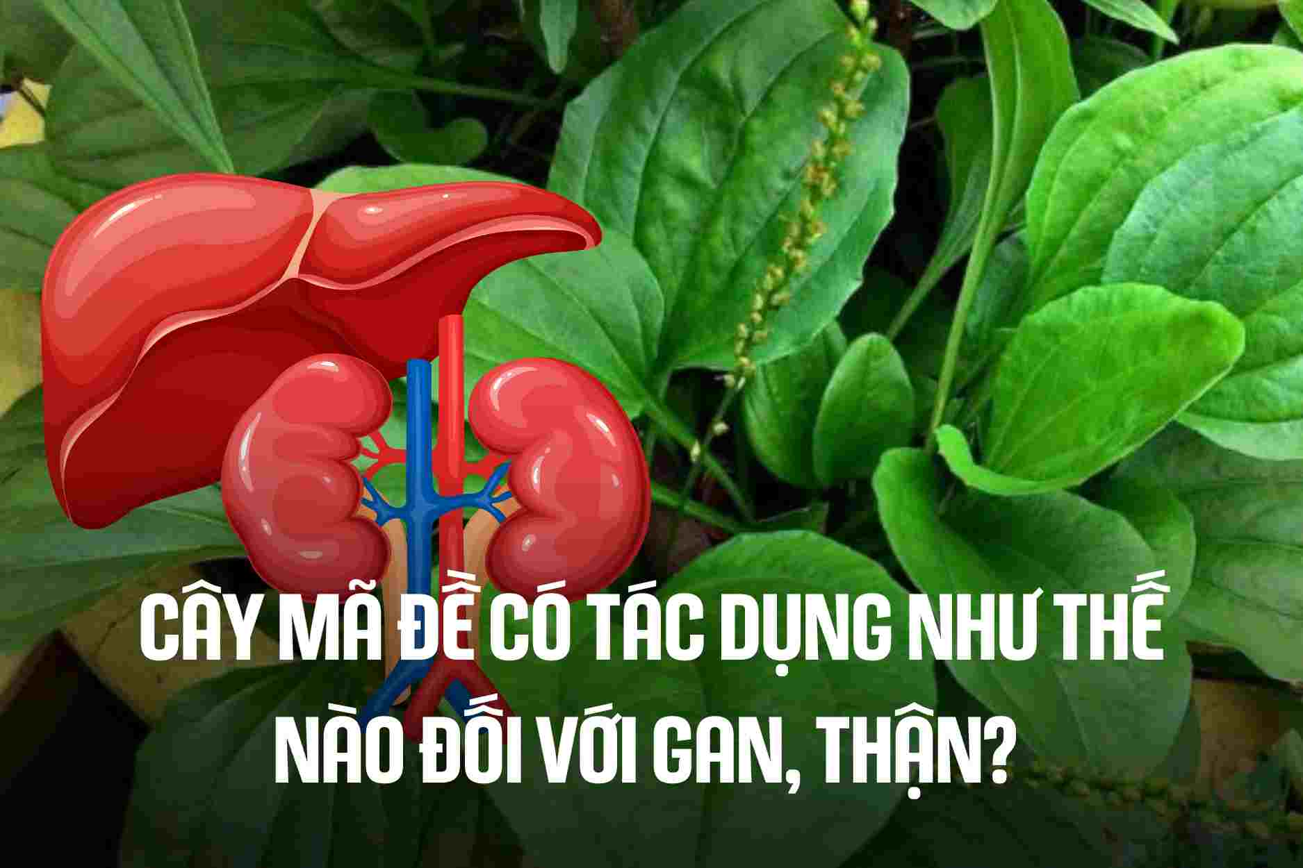 What effect does plantain have on the liver and kidneys? Graphics: Cao Thom