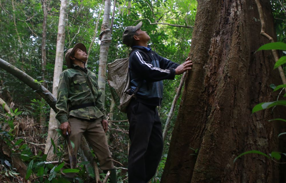 Two members of the Forest Protection Team of Huong Son Commune (Huong Hoa District, Quang Tri Province) patrol a natural forest near a residential area. Photo: Hung Tho.