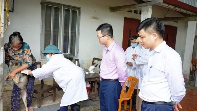 Checking rabies vaccination for dogs and cats in localities. Photo: Vu Long