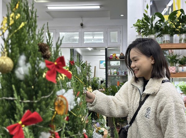 The trend of playing with "real" pine trees is popular for Christmas season 2024. Photo: Lan Huong.