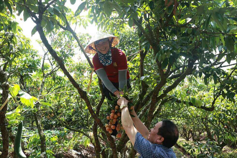 Unique tour "garden" ripe fabric in Hai Duong province. Photo: Nguyen Thuy