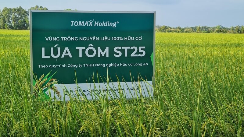 ST25 rice is grown on Bac Lieu land. After harvest, it is sold to businesses outside the province for processing into rice for export. Photo: Nhat Ho
