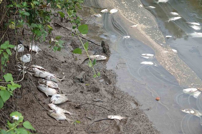 The cause of the mass fish deaths in a pond in Ha Tinh has been determined. Photo: Tran Tuan.