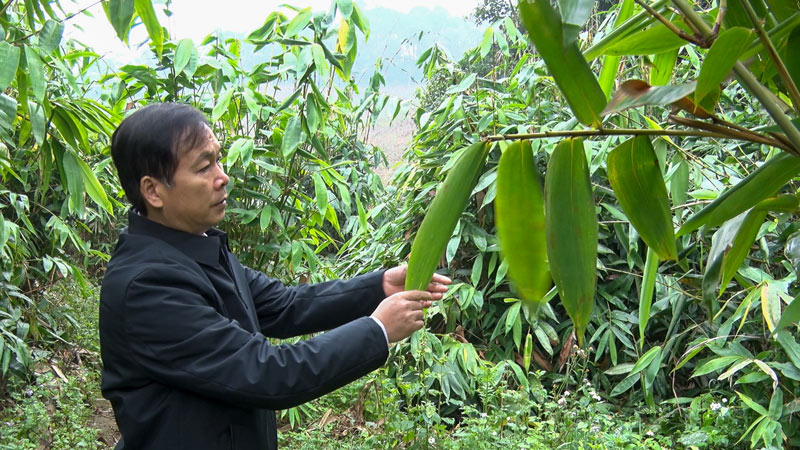 Ong Ma Gia Hanh - Chu tich UBND huyen Bao Lam trong mot lan kiem tra vuon trong cay giang. Anh: Bao Chung.