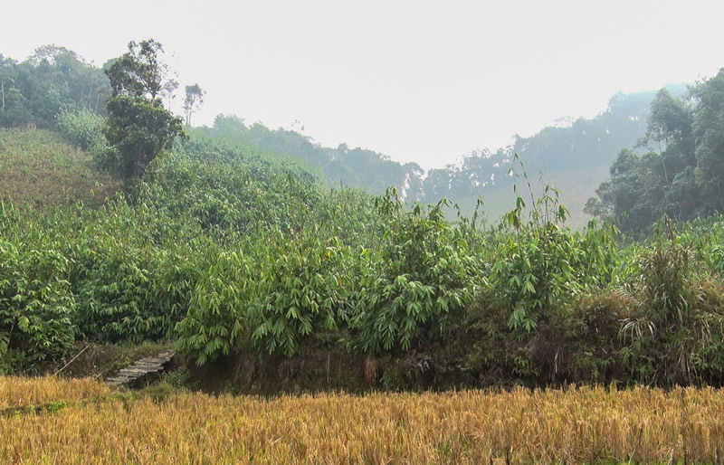 Nhung ngon doi dang dan phu kin boi vay giang. Anh: Bao Chung.