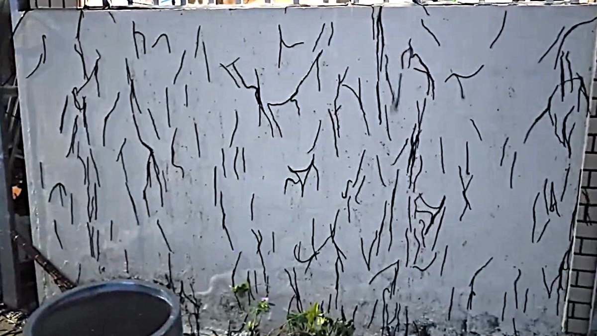Image of earthworms crawling up the wall. Photo: Thanh An