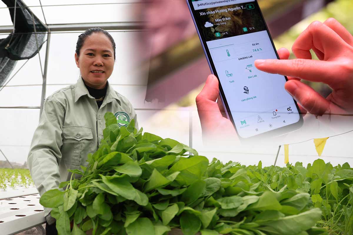 "Modern" vegetable growing applies AI, environmentally friendly