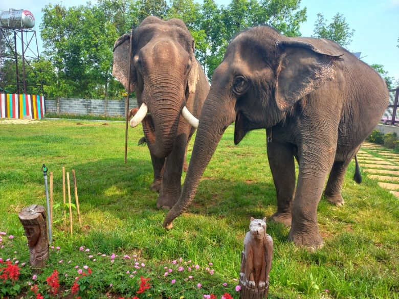 "Elephant King" Dang Nang Long is very concerned about the conservation of domestic elephants. Photo: Truong Nhat Vuong