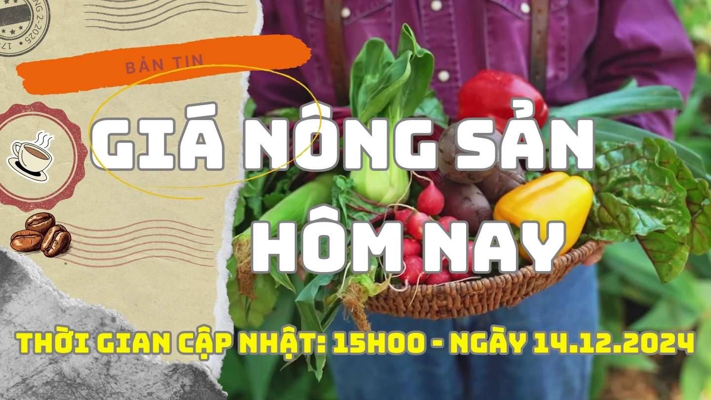 Agricultural product prices today December 14: Coffee and pepper prices increase simultaneously