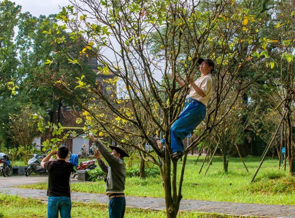 Những ngày này, các công nhân của Trung tâm Công viên cây xanh Huế đang tất bật trảy lá cho cây mai xung quanh khu vực Kinh thành Huế, chuẩn bị cho một miền di tích tràn ngập trong mai vàng ngày Tết.