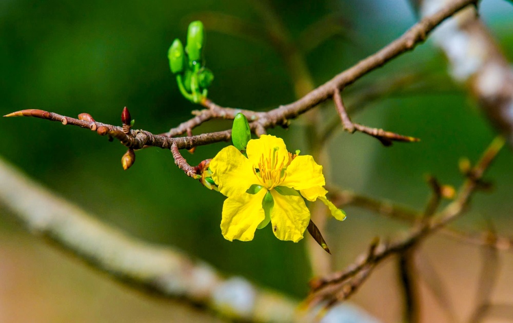 Cây mai được công nhân chăm sóc cẩn thận và đúng cách, hứa hẹn sẽ nở hoa rực rỡ trong dịp Tết. 