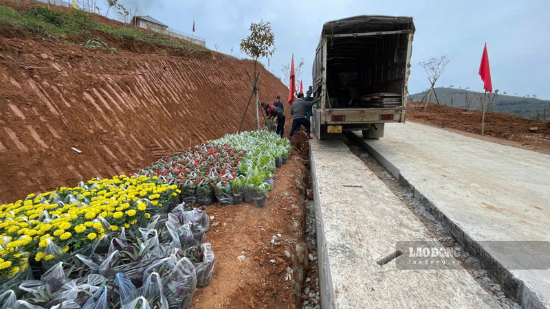 Nhung cay hoa duoc chuyen den Lang Nu de trong, gop phan to tham cho khu tai dinh cu moi.