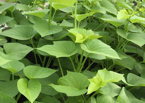 Sweet potato leaves are said to have the ability to help stabilize blood sugar. Photo: Kieu Vu