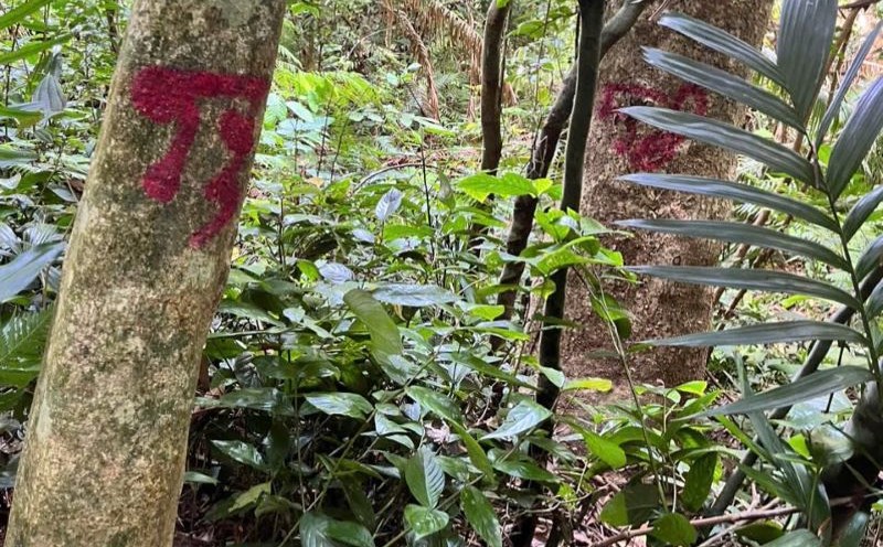 Marked natural forest trees will be cleared to clear land for a road project. Photo: Hung Tho.