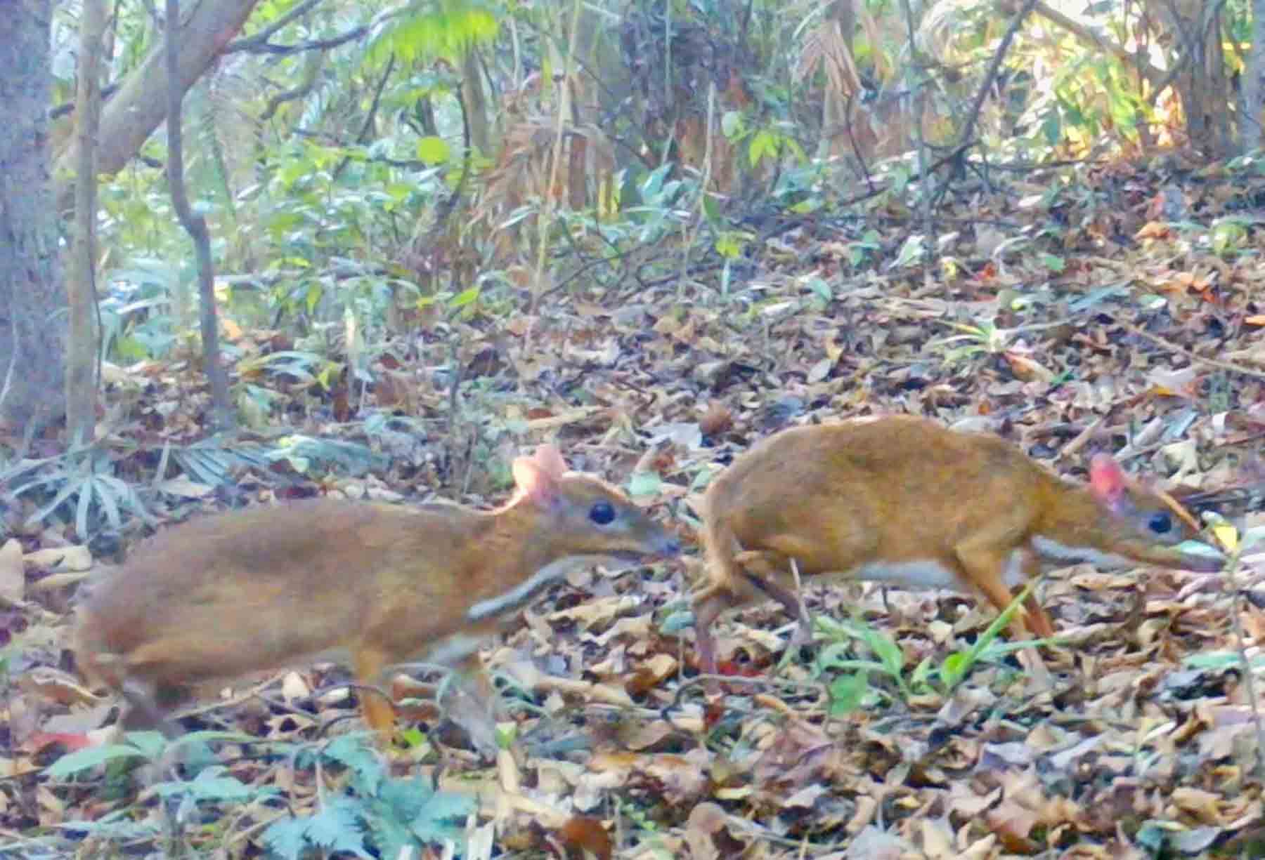A pair of rare animals, the chevrotain, in Ke Go Nature Reserve. Photo: Quang Hung.