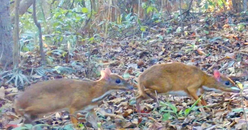 Keanimals Many rare animals revealed in Ke Go Nature Reserve