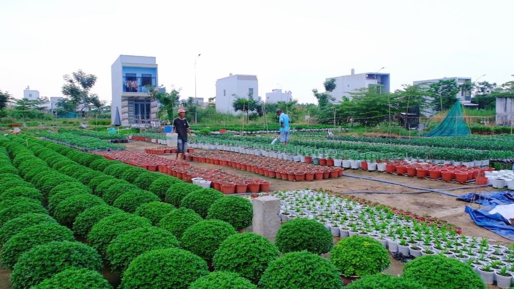 Mua trai mua kem khong khi lanh anh huong den san xuat hoa kieng cua nha vuon. Anh: Bich Ngoc