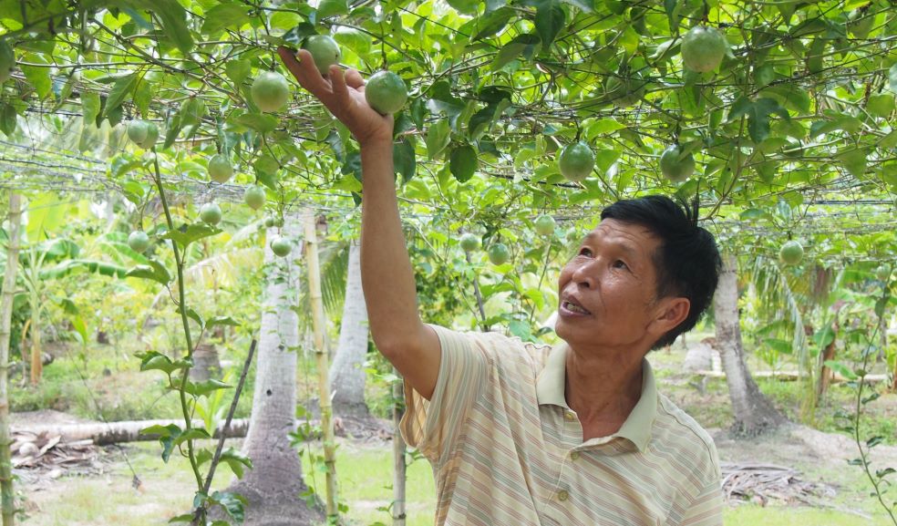 Ong Nguyen Huu Cong ben vuon chanh leo duoc tuoi nuoc bang dien thoai thong minh. Anh: Phuong Anh