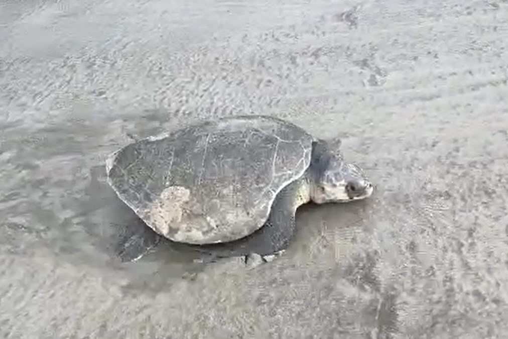 A hawksbill turtle comes ashore to lay eggs in Con Dao. Photo: CD National Park