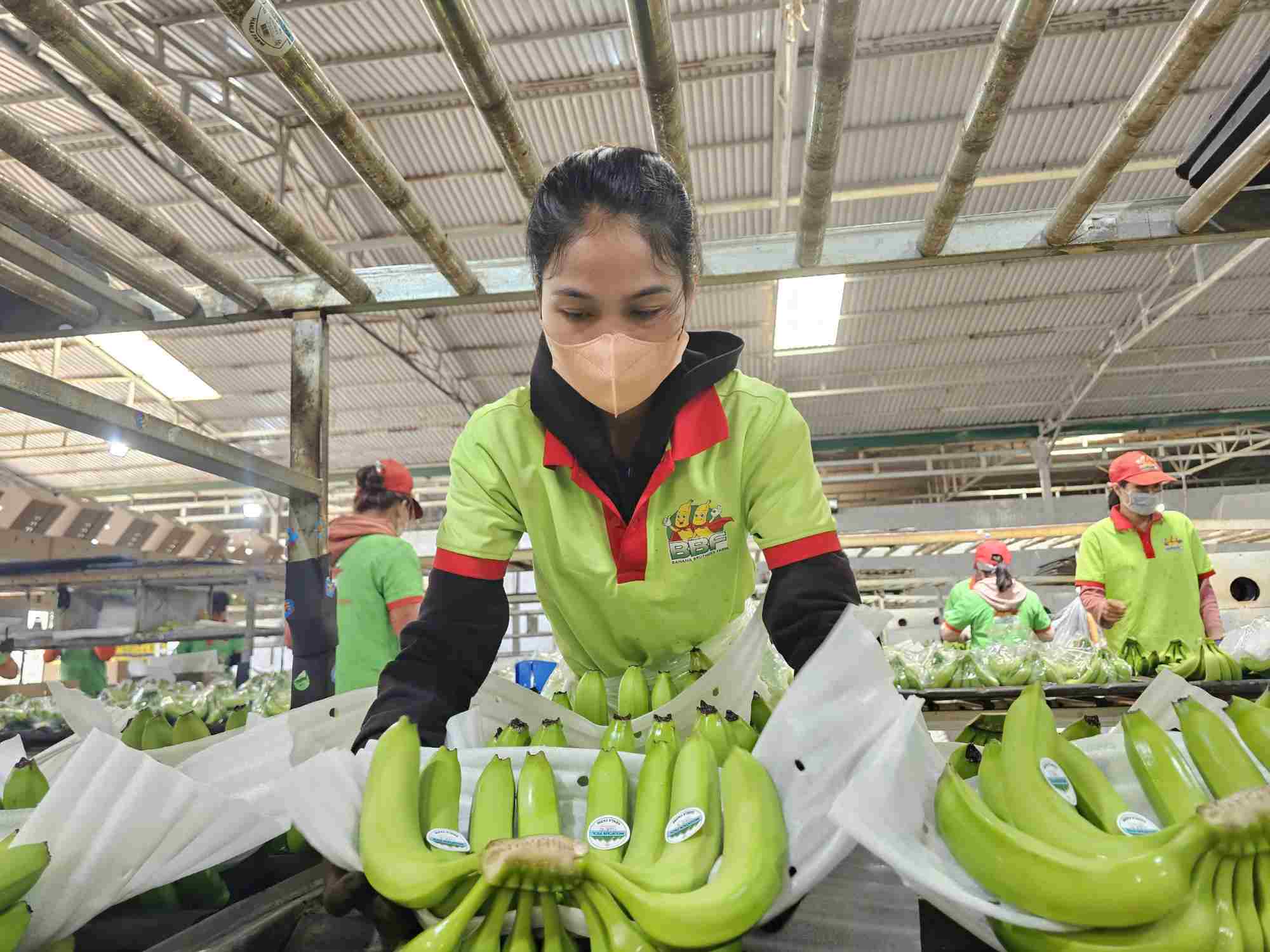 Workers complete banana products for export. Photo: Thanh Quynh