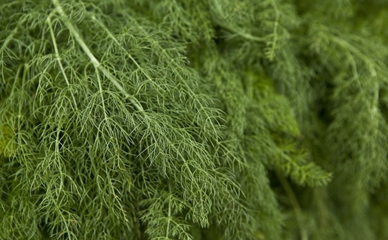 Dill is not only a popular spice but also a “superfood” that helps reduce cholesterol and control blood sugar. Photo: Pixabay