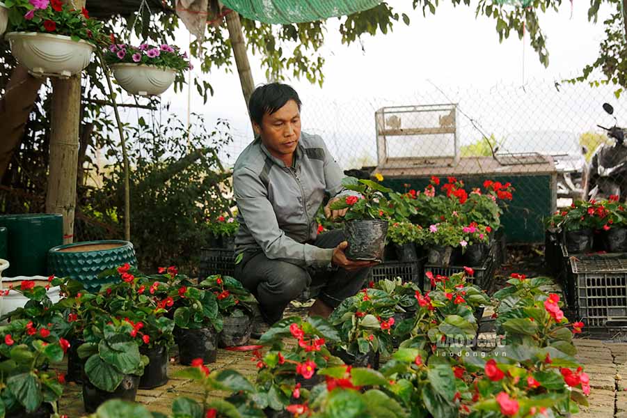 Tet flower pots and ornamental plants have been put on shelves early. Photo: Quang Dat