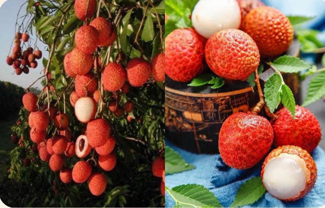 This fruit not only causes heat in the body but also increases uric acid. Graphics: Huong Giang
