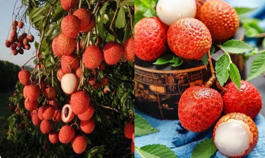 Loại quả vừa gây nóng trong lại còn làm tăng axit uric. Đồ họa: Hương Giang