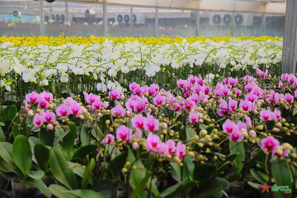 Me Linh Flower Festival will take place over 4 days.