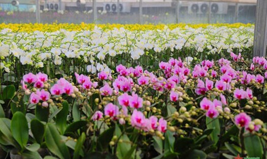 Fesitval Hoa Mê Linh sẽ diễn ra trong 4 ngày.