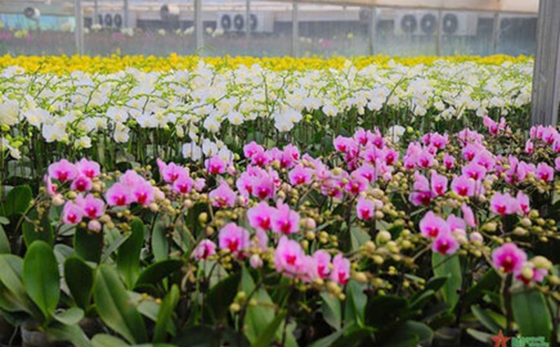 Me Linh Flower Festival will take place over 4 days.