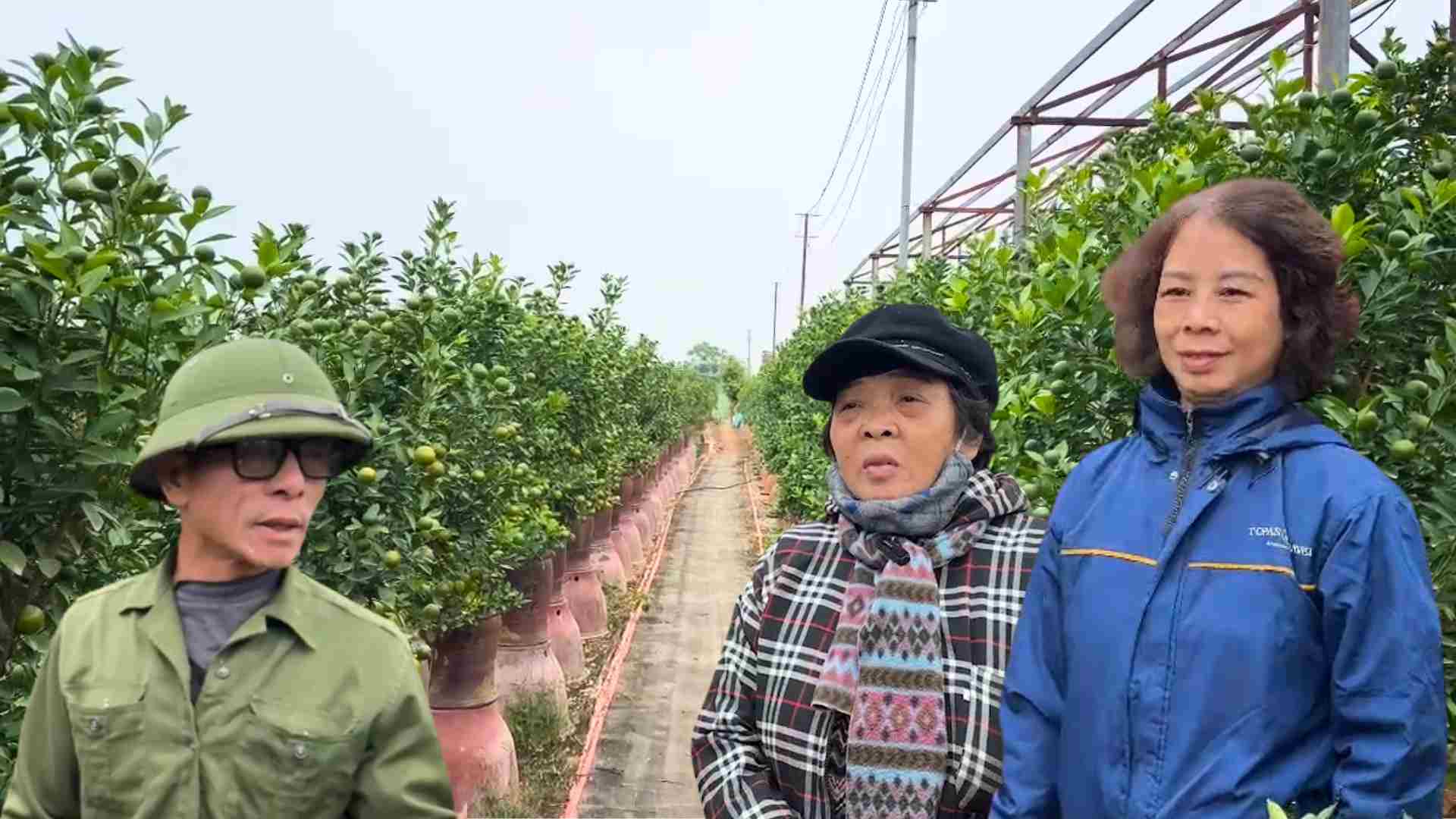 Tu Lien kumquat bonsai is in high demand, many gardens have sold up to 70%