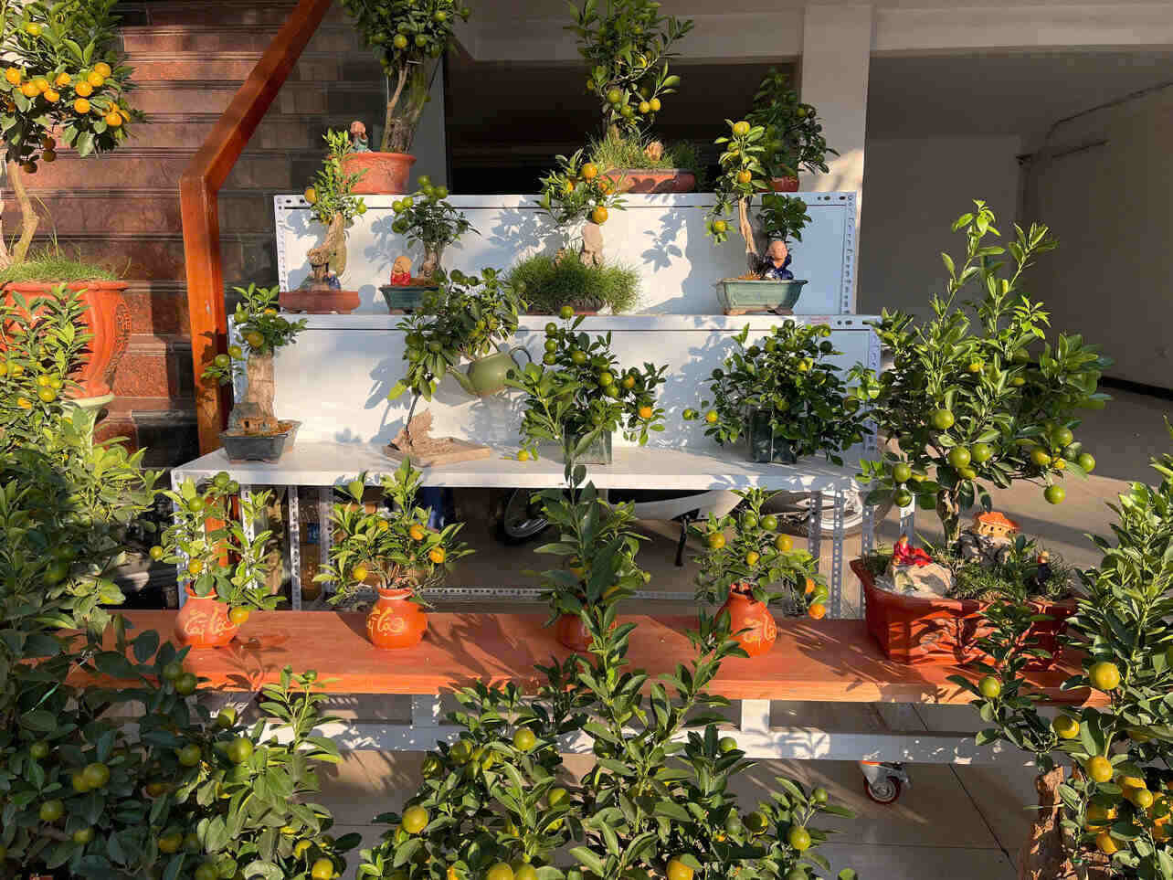 Bonsai kumquat is increasingly gaining a position in the market. Photo: Mai Huong