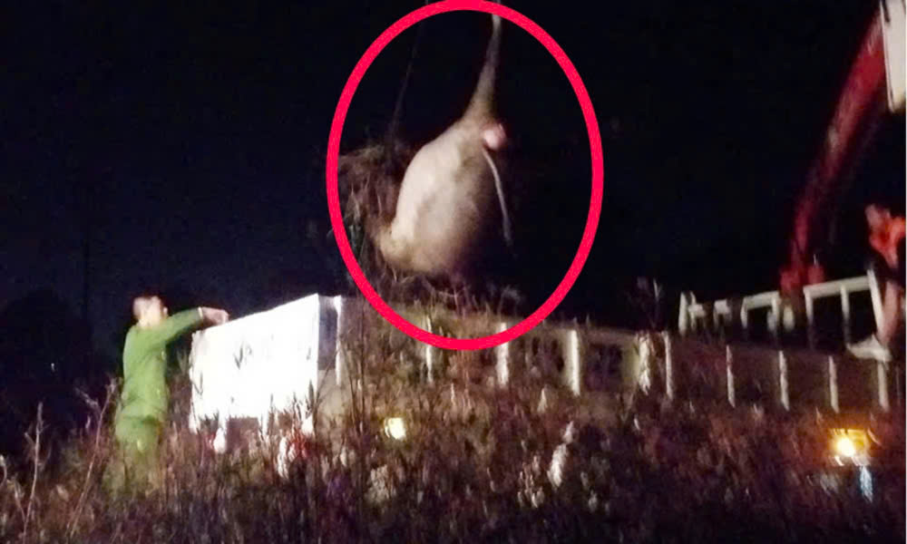 Quá trình đưa xác con trâu ra khỏi hiện trường. Ảnh: Báo Bắc Giang

