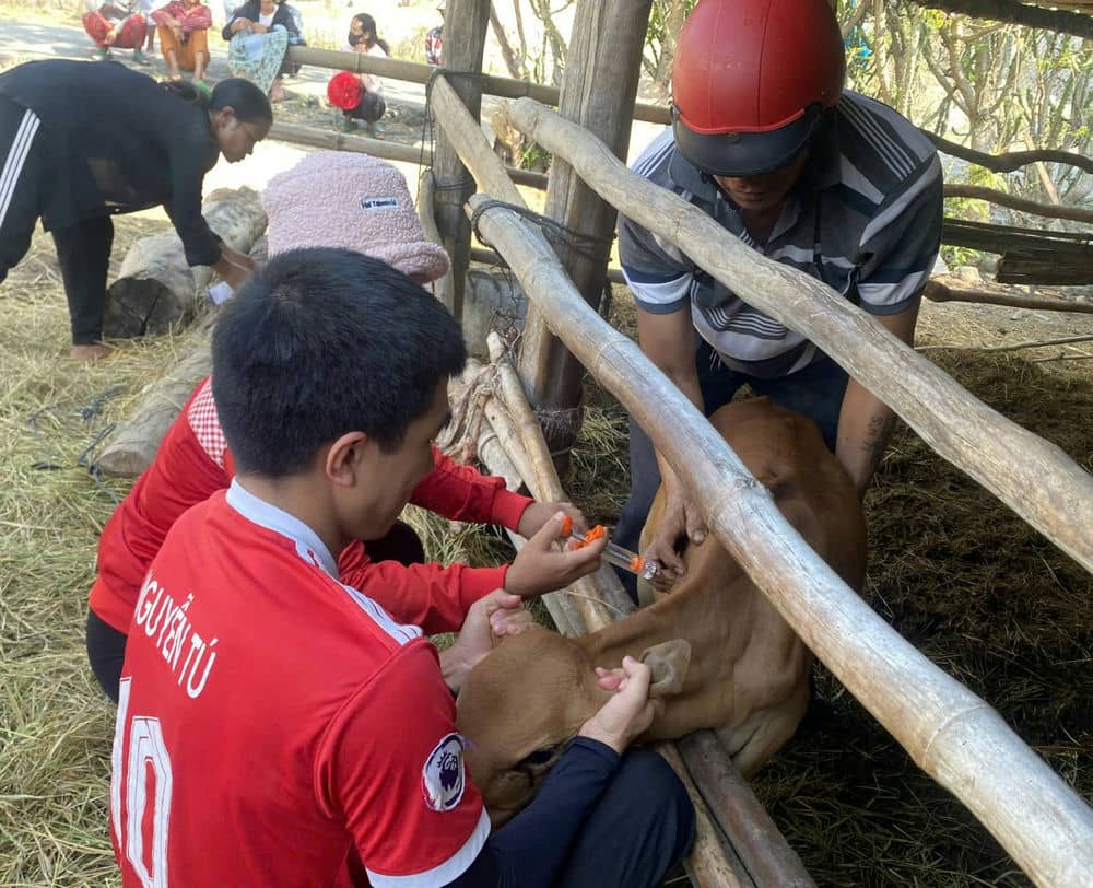 Workers in Lak district are trained to diagnose and treat livestock. Photo: Phong Nha