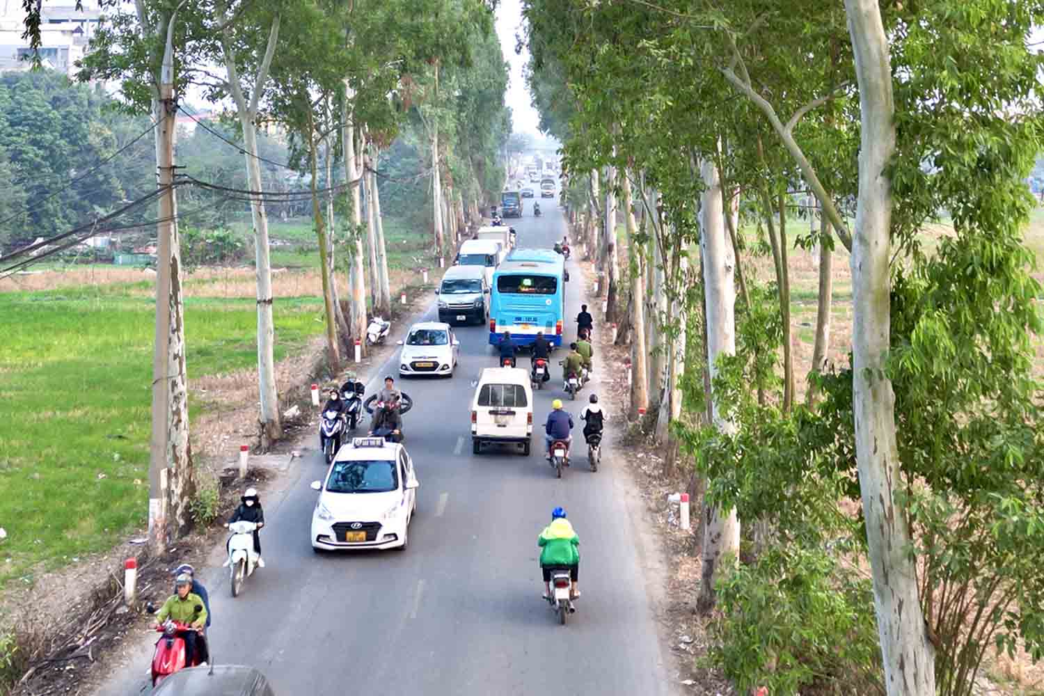 De mo rong duong tinh 70, du kien se co hon 280 cay xanh doc tuyen se phai danh chuyen, di doi. Anh: Huu Chanh