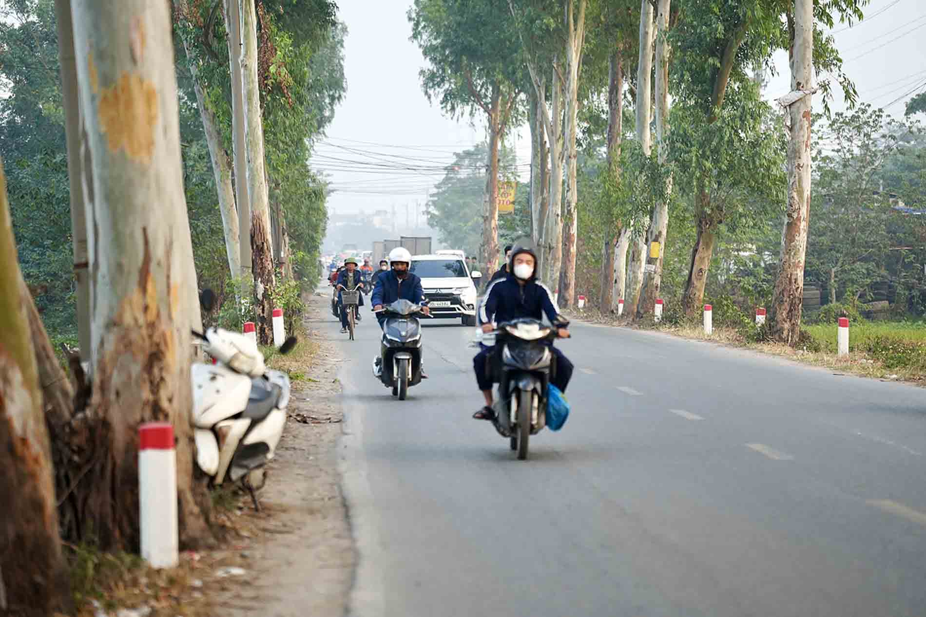 Trong do co khoang la bach dan. Anh: Huu Chanh