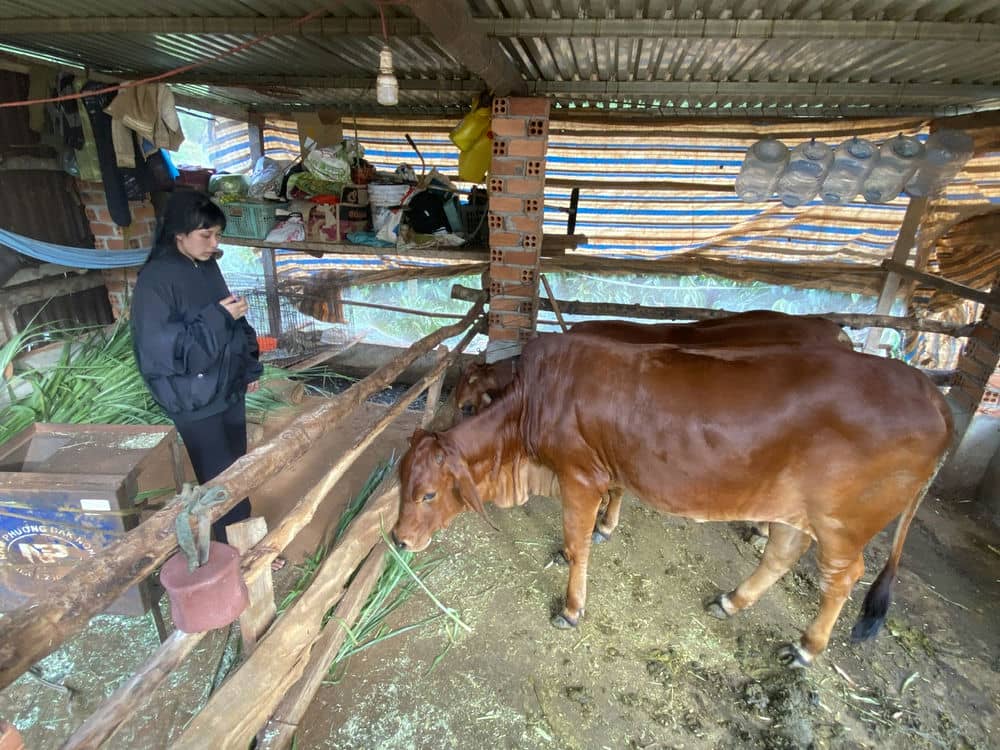 Thành phố Gia Nghĩa hỗ trợ bò sinh sản cho người dân chăn nuôi. Ảnh: Trà My 