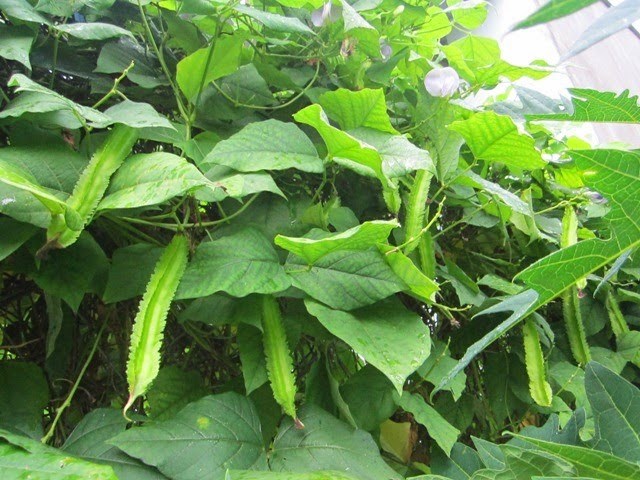 The type of bean commonly grown in Vietnam is in the group rich in calcium. Photo: Mai Huong
