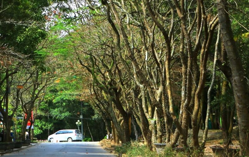 Khu vuc rung tren nui Truong Le, noi phat hien su viec. Anh: Minh Hoang