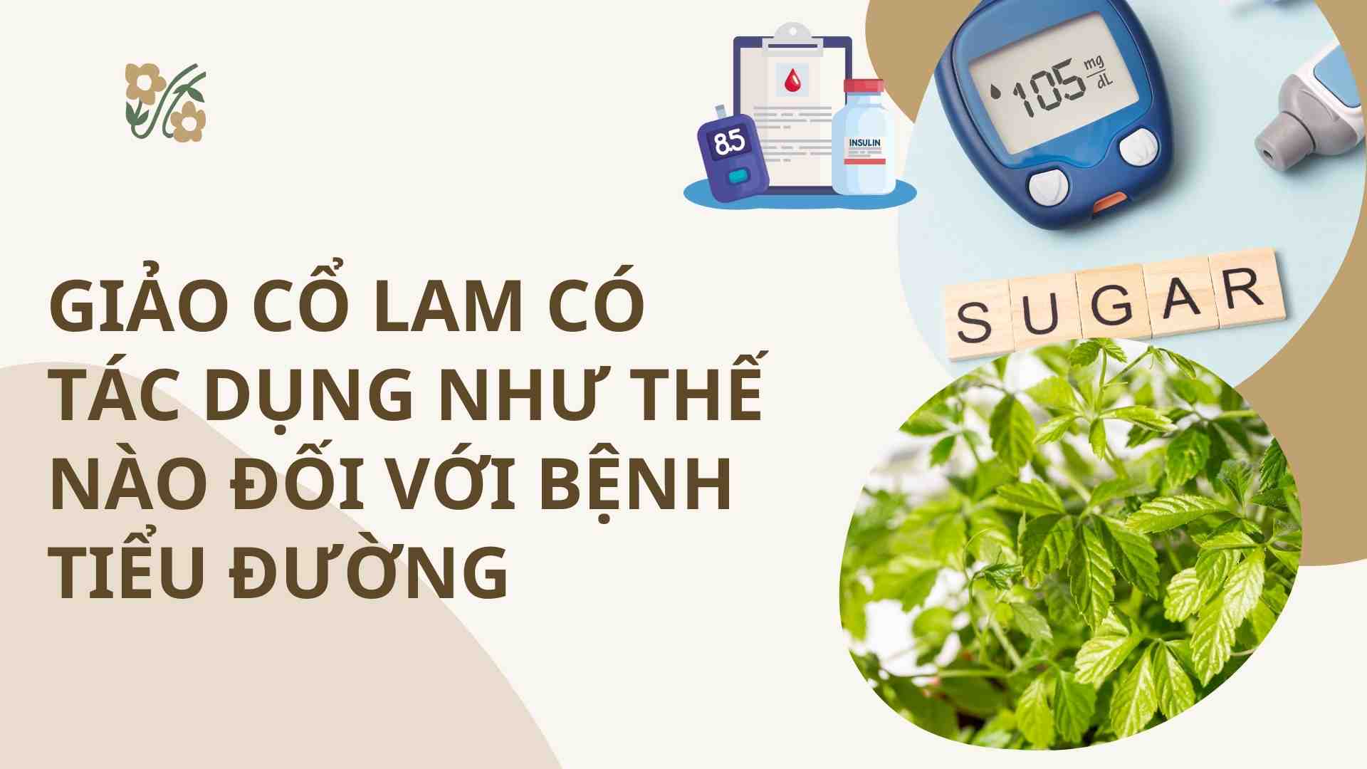 How does Gynostemma pentaphyllum work for diabetes? Graphics: Cao Thom