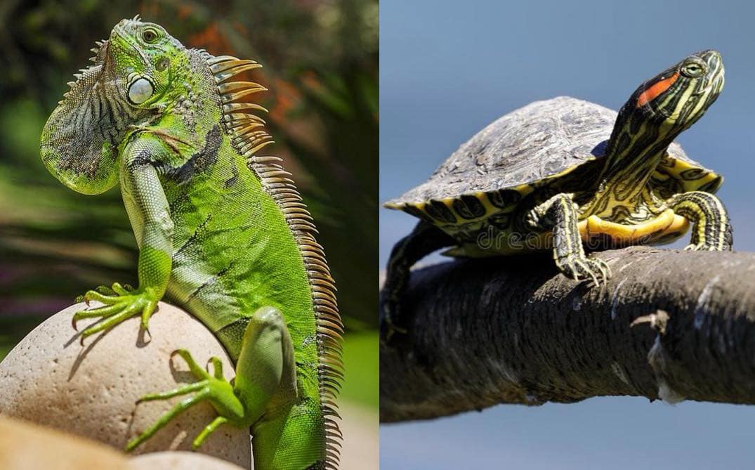 Wildlife trafficking is on the rise. Graphics: Huong Giang