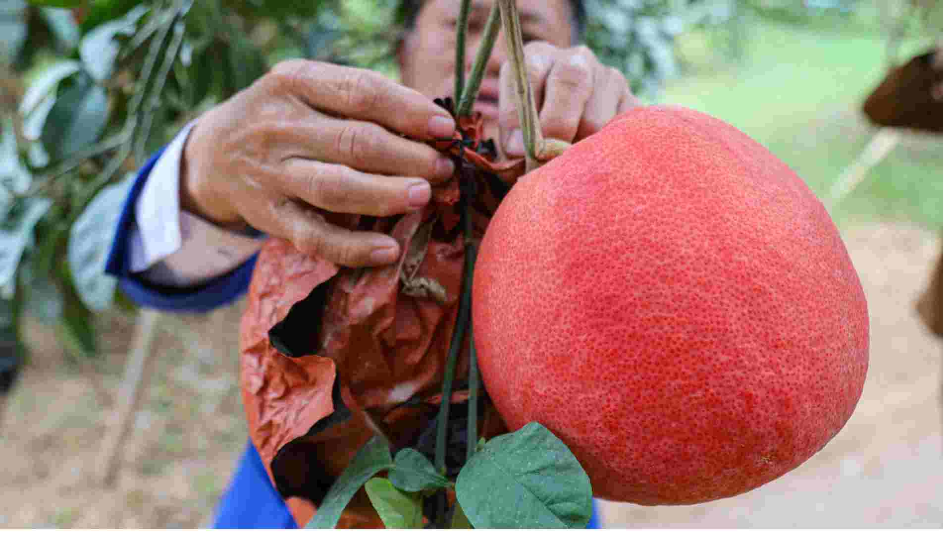 Tuy mat mua nhung vuon buoi do cua nha ong Phuong van “chay hang“, hang.