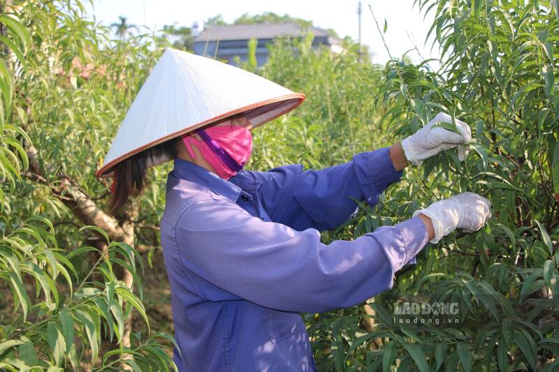 Nguoi dan lang dao Cam Gia xuong la cho vu Tet. Anh: Viet Bac