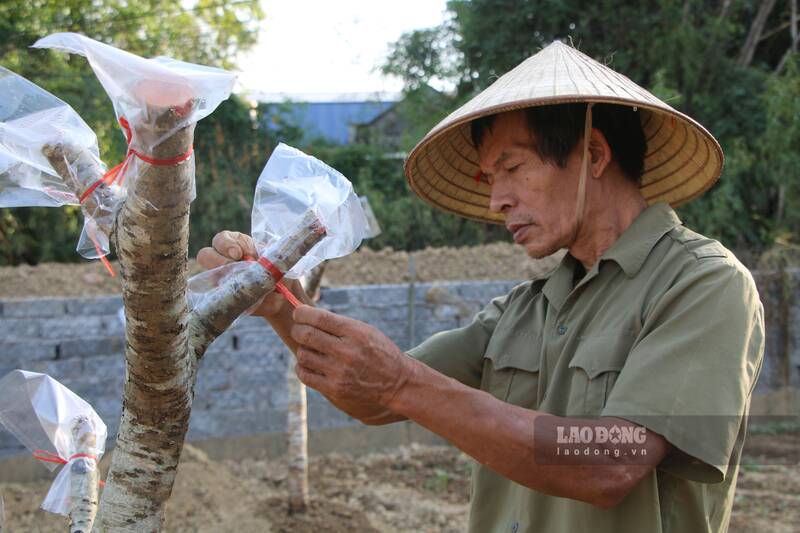 Nguoi dan cham bon ti man tung goc dao. Anh: Viet Bac