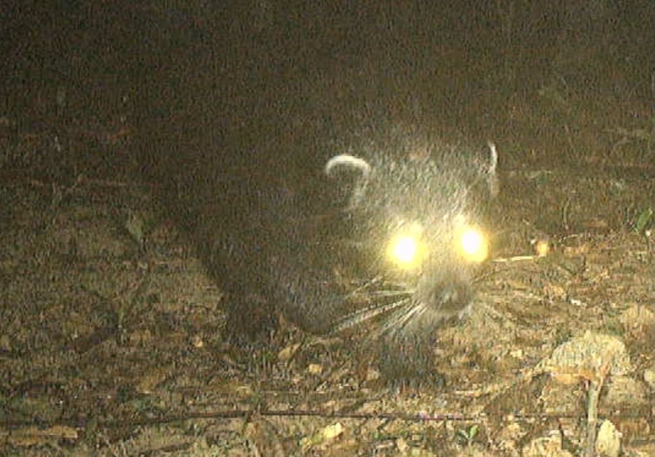 Binturong, listed in the Vietnam Red Book of Animals, was recently discovered in Quang Binh. Photo cut from clip