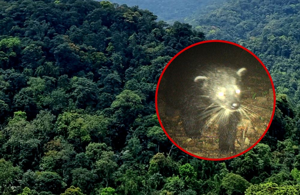 Rare civet discovered in Quang Binh. Photo cut from clip